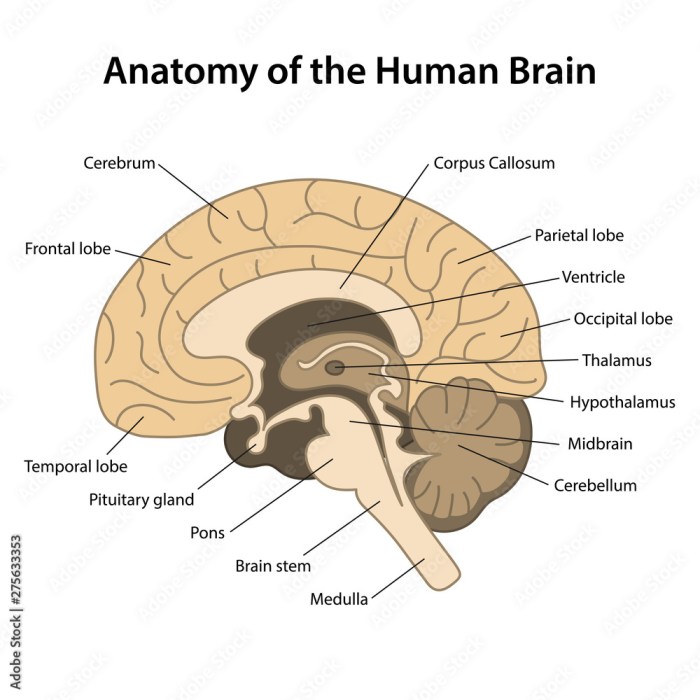 Label the sagittal section of the brain and spinal cord