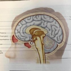 Sagittal cerebrum brainstem medial medulla cerebellum nervous lobes spinal