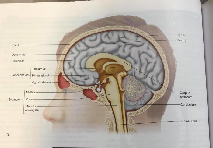 Sagittal cerebrum brainstem medial medulla cerebellum nervous lobes spinal