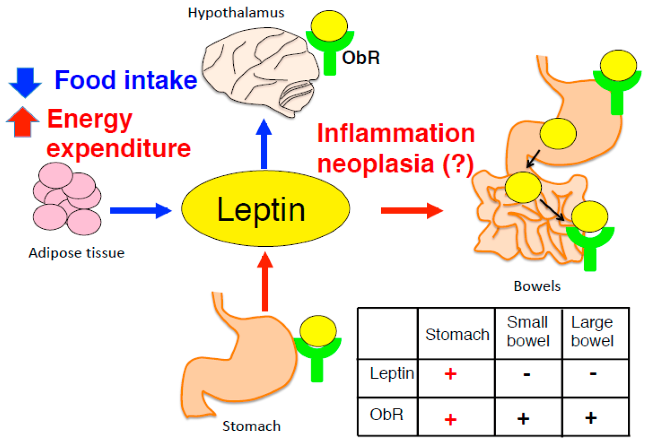 The hormone _______may be negatively impacted by chronic fat restriction.